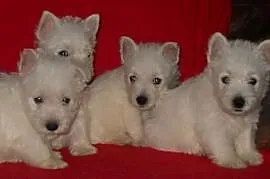 West Highland White Terrier, Rudniki