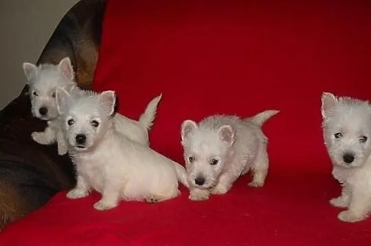 West Highland White Terrier, Rudniki