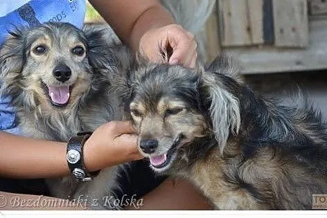 Staś i Nel szukają wspólnego domu.,  wielkopolskie