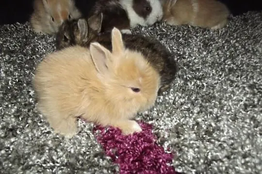 Króliczki miniaturki,króliki karzełki teddy miot C