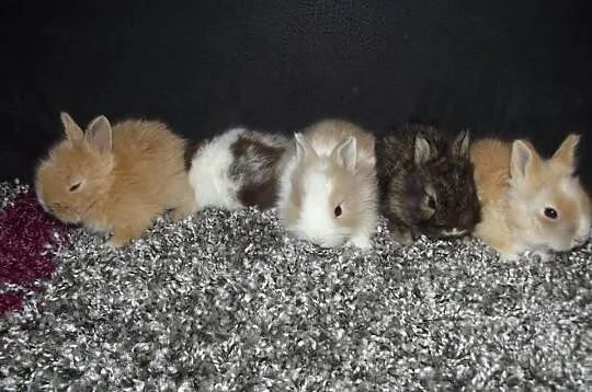 Króliczki miniaturki,króliki karzełki teddy miot C