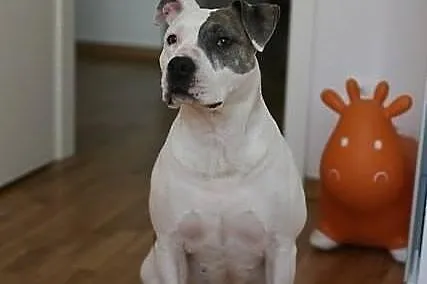 Amstaffka Hera ma czas do niedzieli - właściciele 