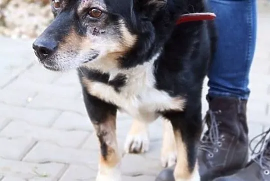 Bobik - spokojny i wrażliwy, Mazowieckie, Nowy Dwór Mazowiecki