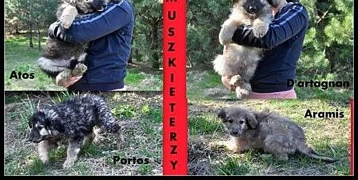 3mies.PIESKI XXL-BĘDĄ DUŻE, mazowieckie Radom