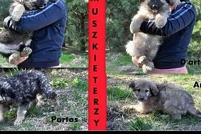 3mies.PIESKI XXL-BĘDĄ DUŻE, mazowieckie Radom