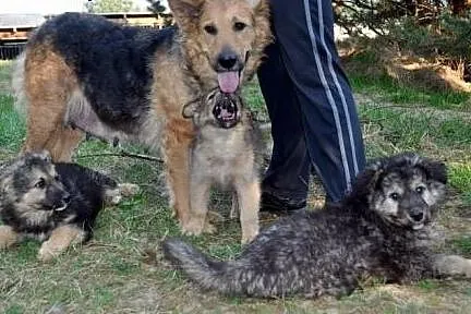 3mies.PIESKI XXL-BĘDĄ DUŻE,  mazowieckie Radom
