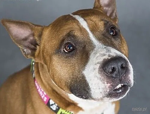 Amstaff Box szuka domu, mazowieckie Warszawa