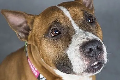 Amstaff Box szuka domu,  mazowieckie Warszawa