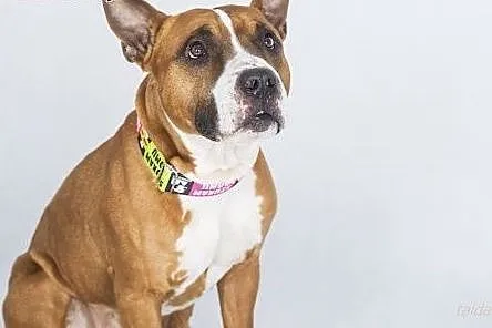 Amstaff Box szuka domu,  mazowieckie Warszawa