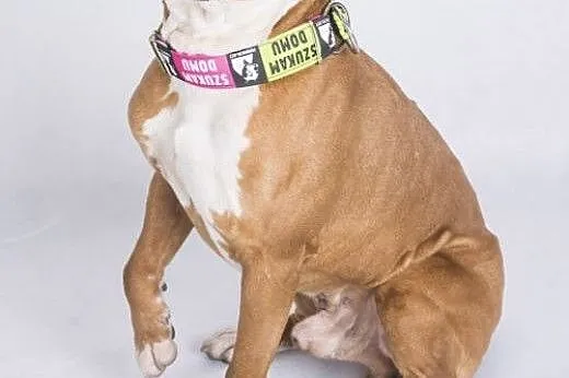 Amstaff Box szuka domu,  mazowieckie Warszawa