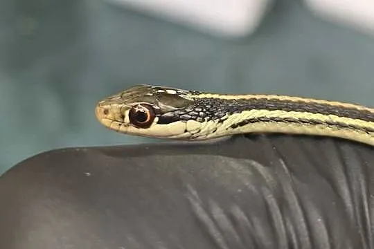 wąż Thamnophis spp. – młody osobnik, samiec