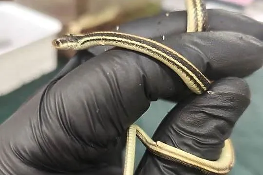 wąż Thamnophis spp. – młody osobnik, samiec, Dolnośląskie, Wałbrzych