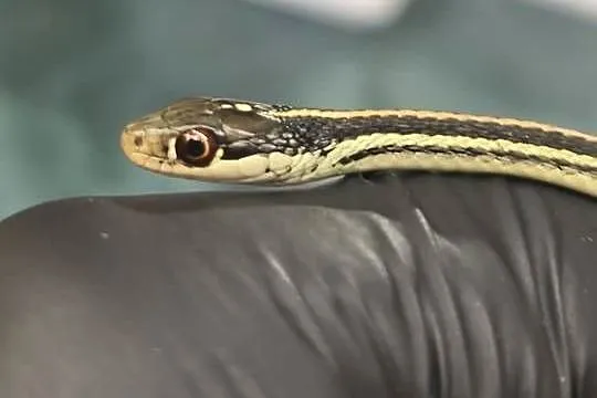 wąż Thamnophis spp. – młody osobnik, samiec, Dolnośląskie, Wałbrzych