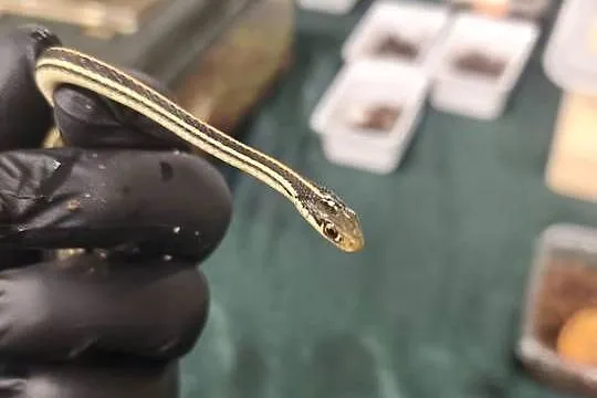 wąż Thamnophis spp. – młody osobnik, samiec, Dolnośląskie, Wałbrzych