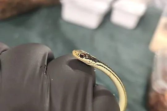 wąż Thamnophis spp. – młody osobnik, samiec, Dolnośląskie, Wałbrzych