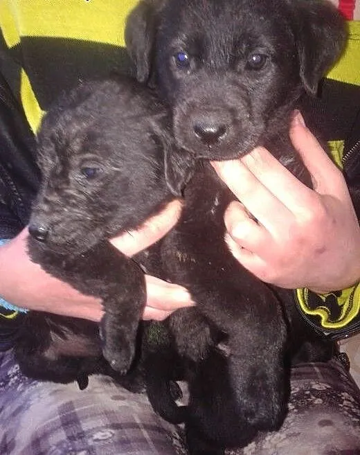 Szczeniaki do adopcji !, dolnośląskie Strzegom