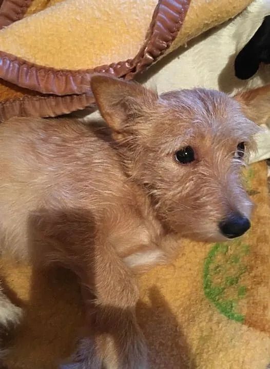 Molly - cudowna sunia poleca się do adopcji, Łódzkie, Łódź