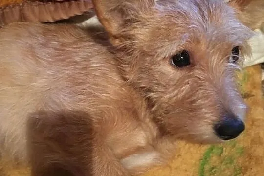 Molly - cudowna sunia poleca się do adopcji, Łódzkie, Łódź