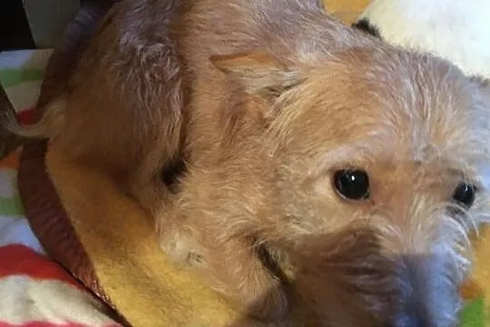 Molly - cudowna sunia poleca się do adopcji, Łódzkie, Łódź