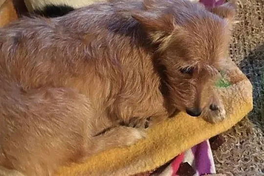 Molly - cudowna sunia poleca się do adopcji, Łódzkie, Łódź