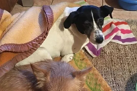 Molly - cudowna sunia poleca się do adopcji, Łódzkie, Łódź