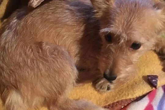 Molly - cudowna sunia poleca się do adopcji, Łódzkie, Łódź