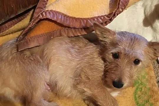 Molly - cudowna sunia poleca się do adopcji, Łódzkie, Łódź