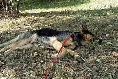 Roni Łowca Kamieni szuka domu!,  małopolskie Oświę