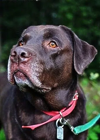 Czekoladowy labrador Fado czeka na swoją szansę.,