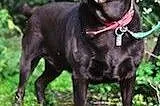 Czekoladowy labrador Fado czeka na swoją szansę., 