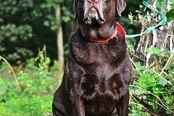 Czekoladowy labrador Fado czeka na swoją szansę., 
