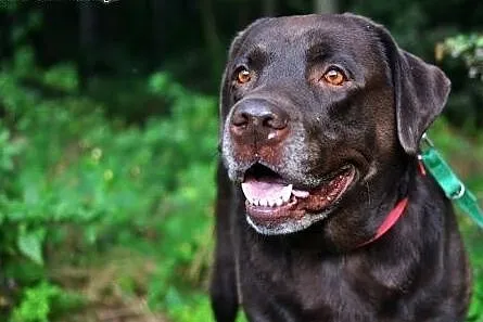 Czekoladowy labrador Fado czeka na swoją szansę., 