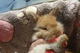 Króliczki mini lop