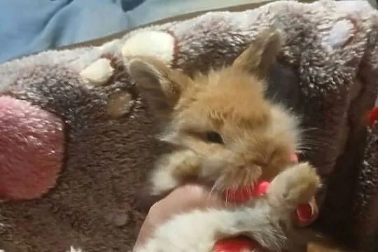 Króliczki mini lop