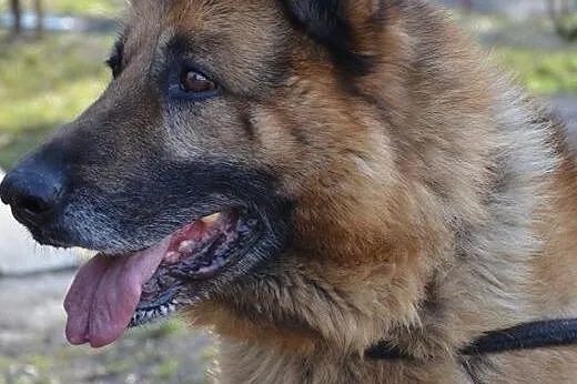 Piękny Owczarek szuka odpowiedzialnego domu !!,  ś