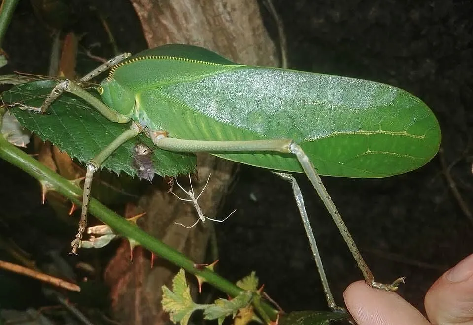 Pasikonik kapturowy (gigant), Mazowieckie, Karczew