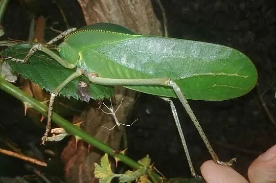 Pasikonik kapturowy (gigant), Mazowieckie, Karczew