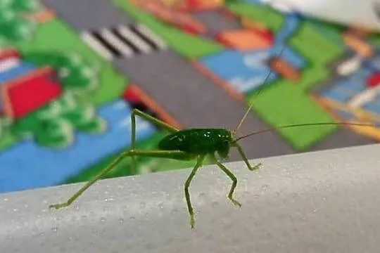 Pasikonik kapturowy (gigant), Mazowieckie, Karczew