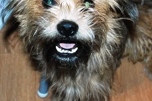 Zuzu młoda suczka prawie szczeniak mix terrier,  m