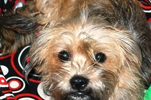 Zuzu młoda suczka prawie szczeniak mix terrier,  m