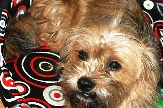 Zuzu młoda suczka prawie szczeniak mix terrier,  m