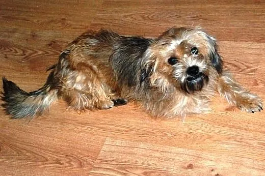 Zuzu młoda suczka prawie szczeniak mix terrier,  m