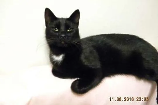 Hebanowa, piękna 1,5 roczna koteczka tęskni za dom