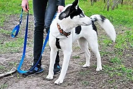 Wesoła, młodziutka Tania, wychowana w domu suczka 