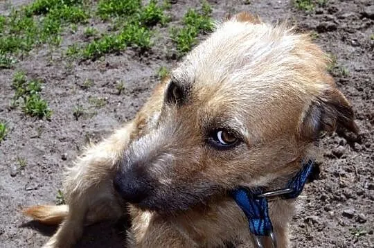 Kama - młoda, łagodna suczka mix terrier
