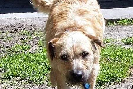 Kama - młoda, łagodna suczka mix terrier