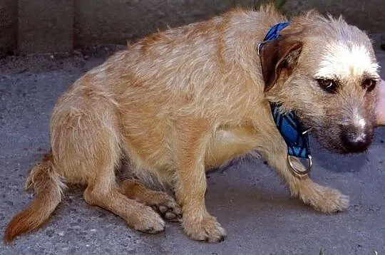 Kama - młoda, łagodna suczka mix terrier