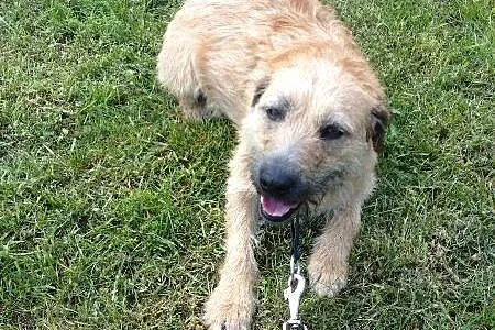 Kama - młoda, łagodna suczka mix terrier