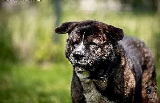 APSIK vel APE poleca się do adopcji, śląskie Kato