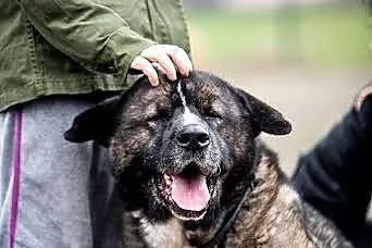 APSIK vel APE poleca się do adopcji,  śląskie Kato